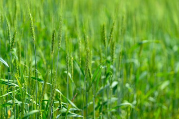 A Lush Green Wheat Field Thriving Under the Bright and Warm Sunlight of the Summer Sky