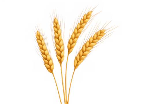 Wheat ears illustration representing agriculture, harvest, and food. Golden grain stalks isolated on transparent background