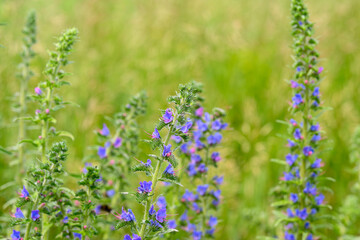 Stunning Purple Wildflowers Flourishing in a Lush and Vibrant Green Natural Setting
