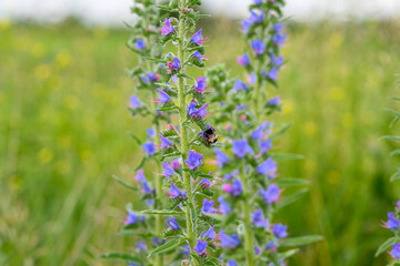 Vibrant blue wildflowers thrive in a lush green field, attracting honeybees and enhancing beauty