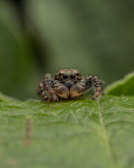 Macro shot of a jumping spider on a reflective surface, highlighting its detailed eyes, hairy legs, and sharp features in vivid clarity.