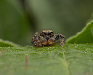 Macro shot of a jumping spider on a reflective surface, highlighting its detailed eyes, hairy legs, and sharp features in vivid clarity.