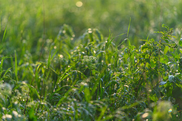 The Beautiful Morning Dew Glinting on the Lush Green Grass of a Brightly Sunny Field