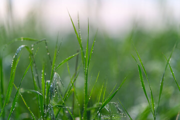 The Beautiful Lush Green Grass, Enhanced by Sparkling Morning Dew Drops, Shines Radiantly
