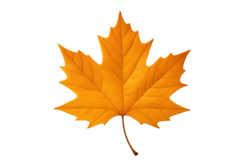 Vibrant orange maple leaf isolated on transparent background