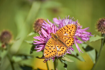 Dark green fritillary (Speyeria aglaja) butterfly rests on a knapweed flower (Centaurea jacea)