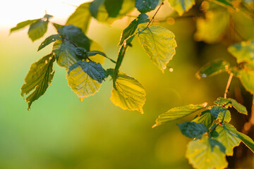 Sunlit Green Leaves with a Soft Background Making for a Serene and Tranquil Scene