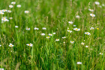 A Vibrant Wildflower Meadow in Full Bloom, Showcasing Stunning Colors and Biodiversity