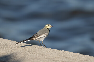 ハクセキレイ（幼鳥）