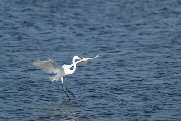 着水の瞬間の白鷺