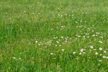 A Lush Meadow Adorned with Vibrant Wildflowers in Full Bloom Beneath the Bright Sun