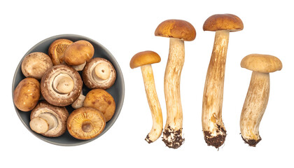 Assortment of fresh mushrooms bowl with many and several upright, with varying colors and textures
