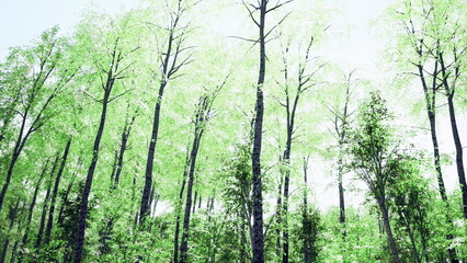 Fototapeta premium Tall trees stretch skyward, their leaves shimmering in the bright sunlight. A lush green forest flourishes, inviting a sense of peace and serenity within the vibrant spring atmosphere.