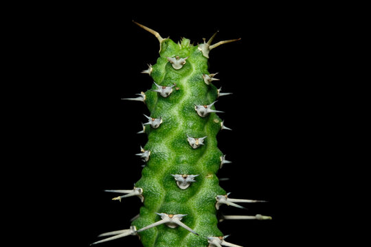 Close up shoot of Euphorbia ellenbeckii cactus plant. Isolated on black background