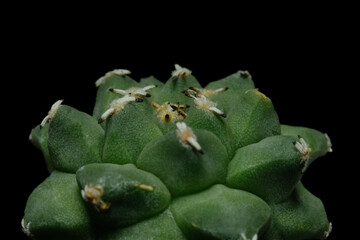 Close up detail spines of Turbinicarpus nikolae cactus plant. Isolated on black background color