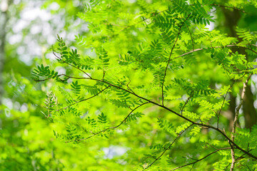 Lush, vibrant green leaves beautifully illuminated by sunlight in a serene forest setting