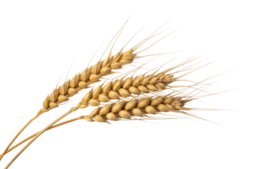 Three golden wheat stalks, rich with ripe kernels, stand against a solid transparent background, symbolizing harvest and natural bounty. background removed