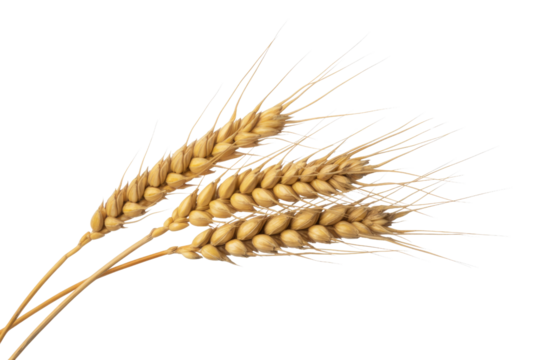 Three golden wheat stalks, rich with ripe kernels, stand against a solid transparent background, symbolizing harvest and natural bounty. background removed