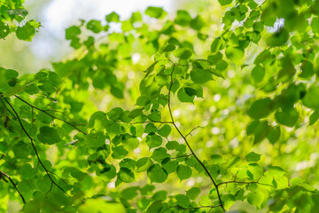Lush Green Leaves with Sunlight Filtering Through in a Beautiful Forest Environment