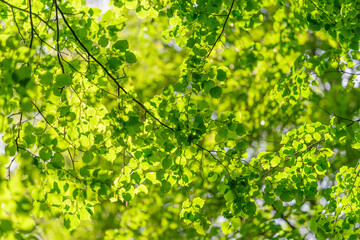Vibrant Green Leaves Shining Brightly Through Beautiful Sunlight, Creating a Peaceful Scene