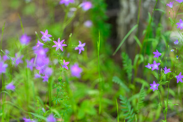 The Delicate and Beautiful Purple Wildflowers are Blooming Amidst Lush and Vibrant Greenery