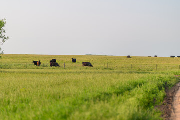 Serene Cattle Grazing Peacefully on Expansive and Lush Green Pasture Under the Sky