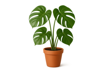 Monstera deliciosa houseplant with glossy split leaves in terracotta pot