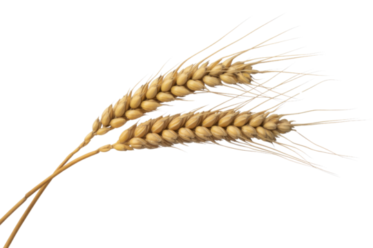 Two ripe golden wheat ears with visible grains and fine awns, ready for harvest, symbolizing agricultural abundance and natural produce. background removed