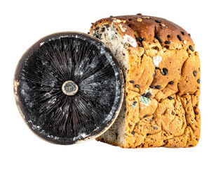 Moldy loaf, cross-sectioned mushroom. Decomposing food shows decay on crusty bread and gills on a fungus