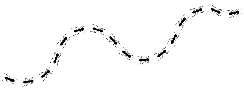 Simple vector illustration of an ant trail. Black print track shows ants walking in a wavy line, representing teamwork, following a path, or an insect pattern