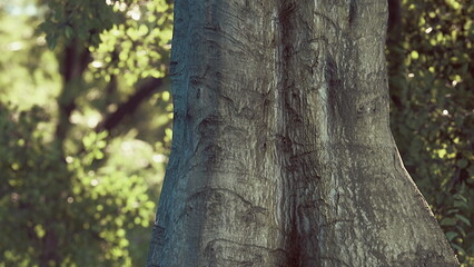 Beneath a bright sun, an enormous tree trunk rises proudly. Sunlight filters through vibrant green leaves, creating a serene atmosphere that invites peaceful reflection and connection to nature.