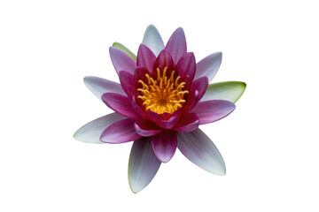Fototapeta premium This vibrant water lily features striking pink inner petals, white outer petals, and a brilliant yellow center. A captivating floral display. background removed