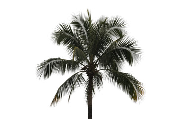 Obraz premium Isolated palm tree with dark green fronds and bright edges against a solid background, ideal for tropical designs and cutouts. background removed