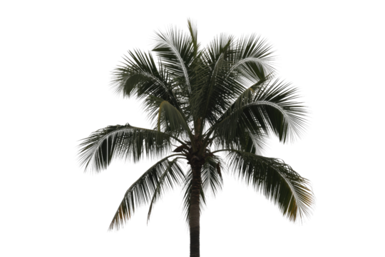 Isolated palm tree with dark green fronds and bright edges against a solid background, ideal for tropical designs and cutouts. background removed