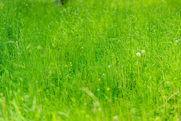 Fototapeta premium A Vibrant Green Grass Field Sprawls Out Under the Bright and Warm Sunshine of the Day