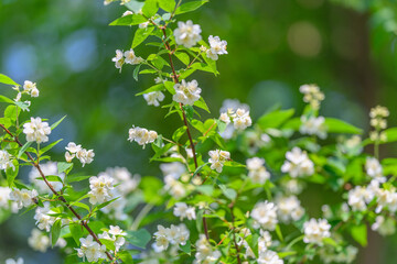 Delicate White Flowers Blossoming In Springtime, Celebrating Natures Abundant Beauty