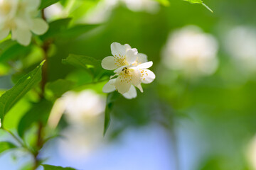 Delicate White Blossoms Set Against a Lush Green Background That Exudes Beauty and Calmness