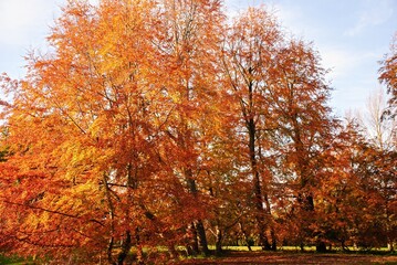 Autumn Fall Colors Landscape with Red Yellow and Green Trees Reflected in Calm Water | Colorful Foliage, Reflection, and Serene Nature Scene Showing Seasonal Beauty of Fall

