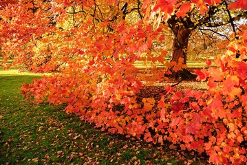 Autumn Fall Colors Landscape with Red Yellow and Green Trees Reflected in Calm Water | Colorful Foliage, Reflection, and Serene Nature Scene Showing Seasonal Beauty of Fall
