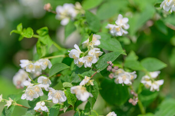 Delicate White Flowers Enveloped by Lush Green Leaves Creating a Stunning Visual Appeal