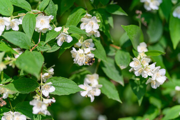 Beautifully Blooming White Flowers with a Bee in a Lush and Vibrant Garden Environment