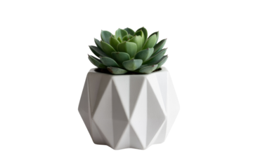 A vibrant green succulent plant in a stylish white geometric pot, perfect for modern home decor on a solid transparent background. background removed