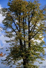 Obraz premium Autumn Fall Colors Landscape with Red Yellow and Green Trees Reflected in Calm Water | Colorful Foliage, Reflection, and Serene Nature Scene Showing Seasonal Beauty of Fall 