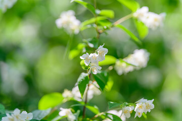 Delicate White Blossoms Elegantly Surrounded by Lush Green Foliage All Around Them