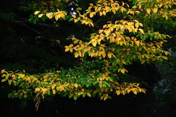 Autumn Fall Colors Landscape with Red Yellow and Green Trees Reflected in Calm Water | Colorful Foliage, Reflection, and Serene Nature Scene Showing Seasonal Beauty of Fall
