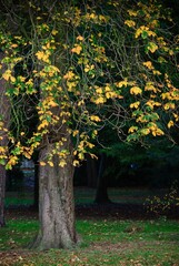 Autumn Fall Colors Landscape with Red Yellow and Green Trees Reflected in Calm Water | Colorful Foliage, Reflection, and Serene Nature Scene Showing Seasonal Beauty of Fall

