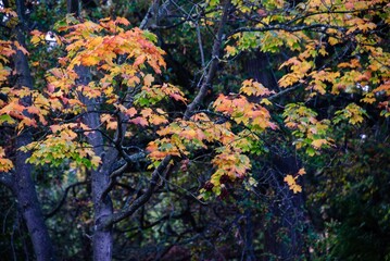 Fototapeta premium Autumn Fall Colors Landscape with Red Yellow and Green Trees Reflected in Calm Water | Colorful Foliage, Reflection, and Serene Nature Scene Showing Seasonal Beauty of Fall 