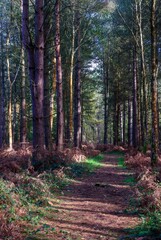 Fototapeta premium Autumn Fall Colors Landscape with Red Yellow and Green Trees Reflected in Calm Water | Colorful Foliage, Reflection, and Serene Nature Scene Showing Seasonal Beauty of Fall 