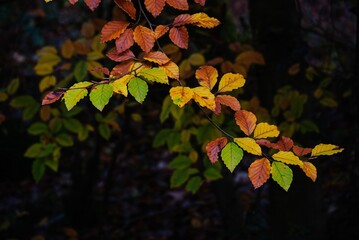 Autumn Fall Colors Landscape with Red Yellow and Green Trees Reflected in Calm Water | Colorful Foliage, Reflection, and Serene Nature Scene Showing Seasonal Beauty of Fall
