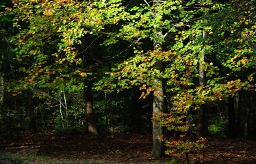 Autumn Fall Colors Landscape with Red Yellow and Green Trees Reflected in Calm Water | Colorful Foliage, Reflection, and Serene Nature Scene Showing Seasonal Beauty of Fall
